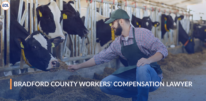 Bradford County workers' compensation lawyer interacting with cows in a dairy barn setting, emphasizing agricultural workplace risks and legal support for local workers.